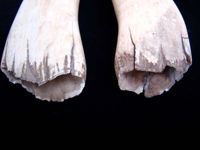 Possibly the Largest and Finest Pair of Antique Whale's Teeth on the market today !! — image 3